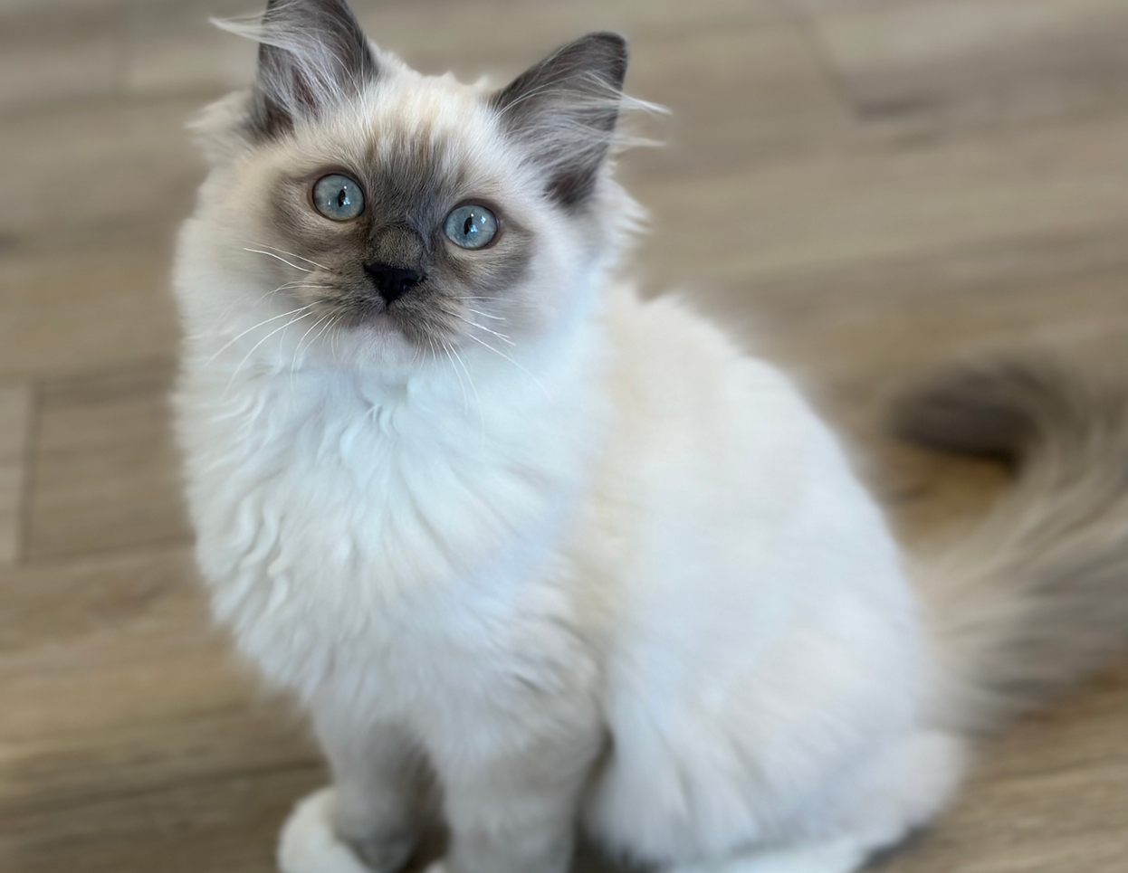 Lovelly Ragdolls | Lovelly Ragdolls