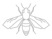Bee_edited.png
