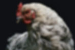 john-towner-0uN9iF4mgDI-unsplash