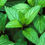 Thumbnail: Spearmint Tincture