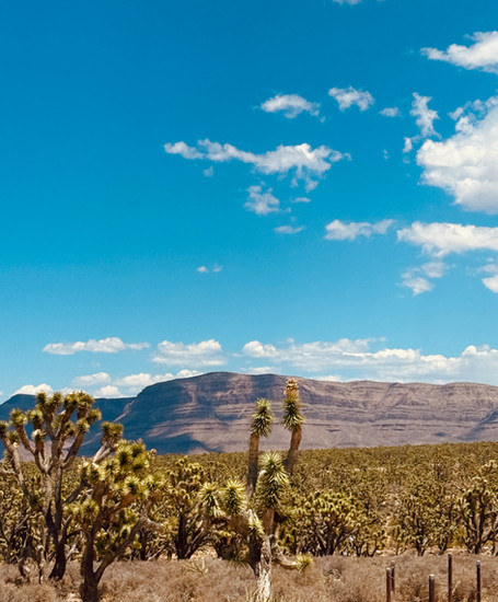 Joshua Trees