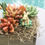 Thumbnail: DIY Succulent Fairy Garden Gift Kit