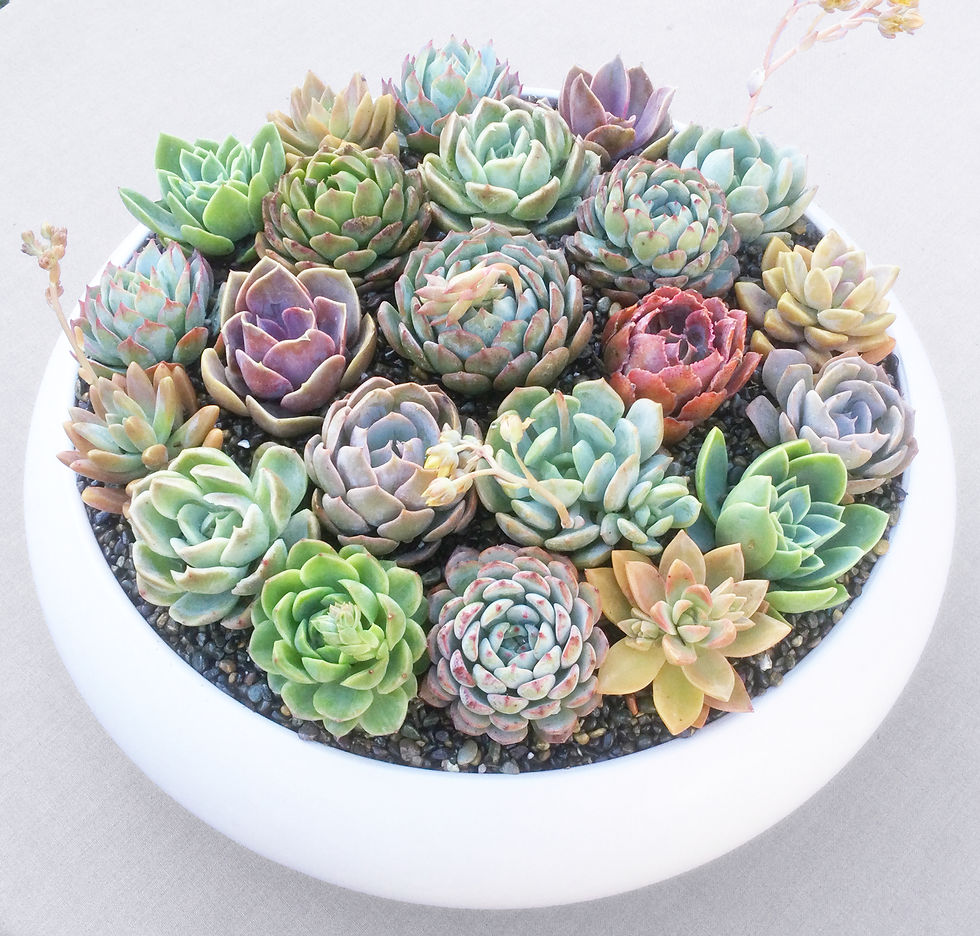 Thumbnail: Extra LARGE Colorful Live Succulent Arrangement in Elegant White Ceramic Bowl