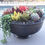 Thumbnail: Large Colorful Live Succulent Arrangement in Stylish Brushed Metal Pedestal Bowl