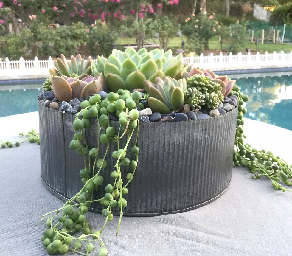 Thumbnail: Large Colorful Live Succulent Arrangement in Rustic Corrugated Metal Container