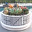 Thumbnail: Live Succulent Arrangement in Mediterranean-Style Stamped Ceramic Container
