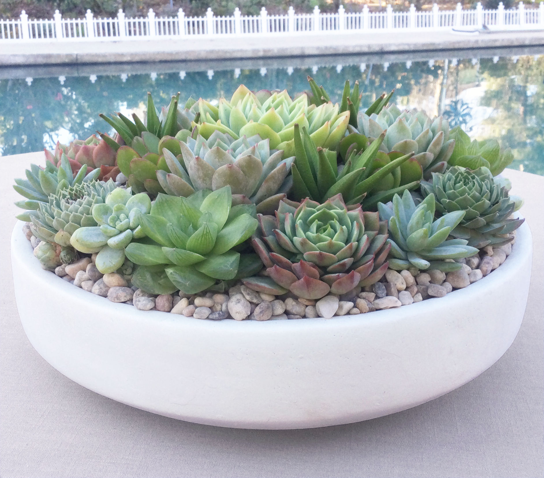 LARGE All-Green Live Succulent Arrangement in Contemporary White Ceramic Bowl