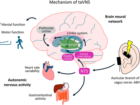 Mechanism of taVNS