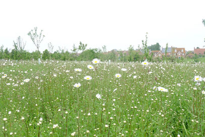 Habitat Creation, Iwade