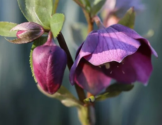 lenten rose.jpg