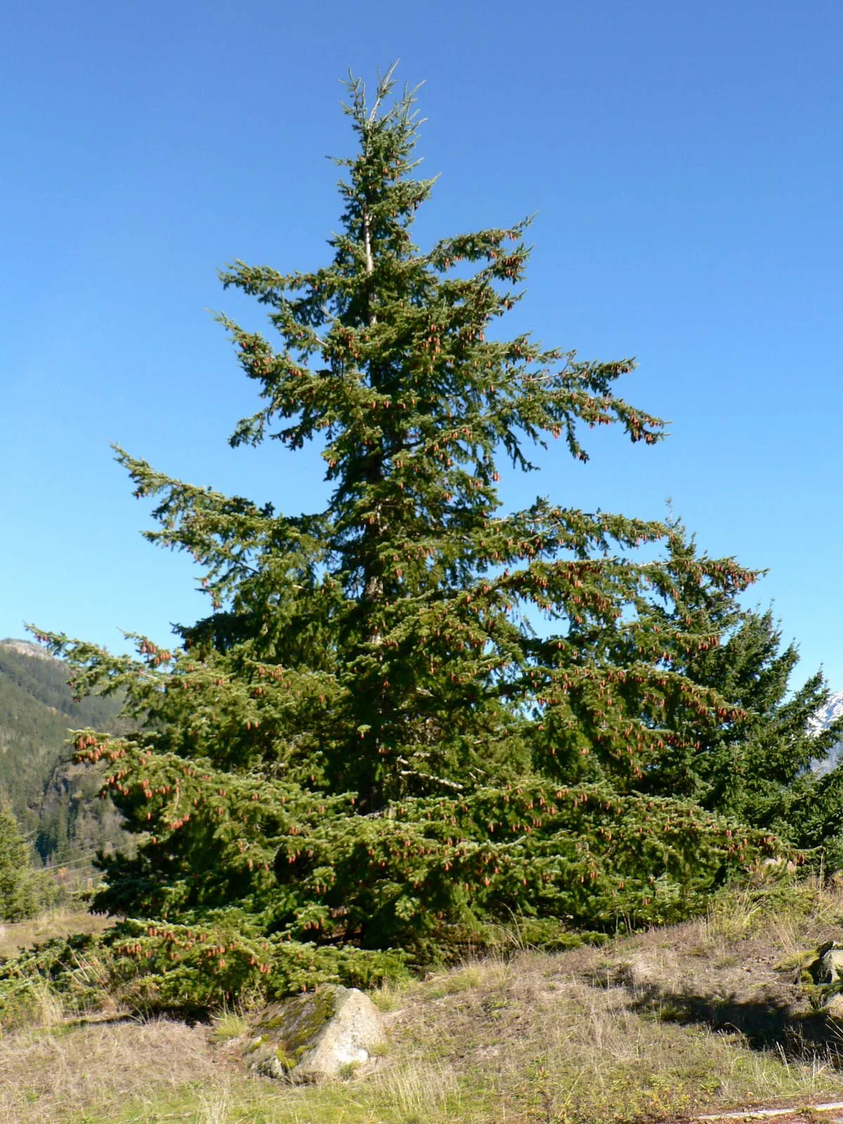 tree-Washington-North-Cascades-National-Park.webp