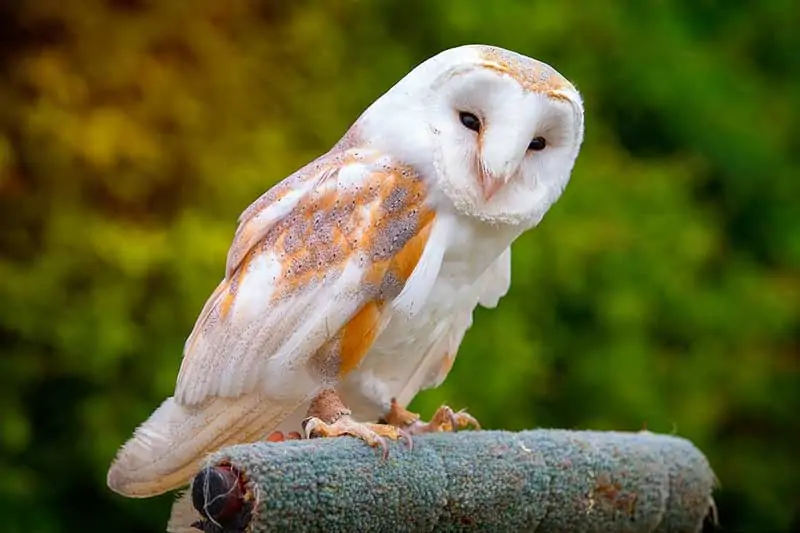 barn owl.webp