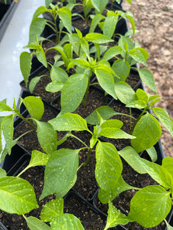Cayenne Peppers