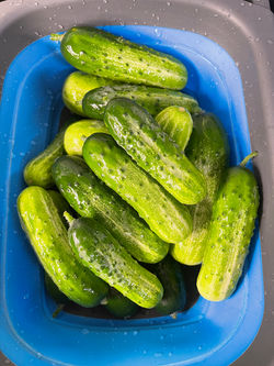 Pickling Cucumbers