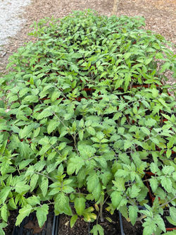 Tomatoes -- Cherry and Slicing