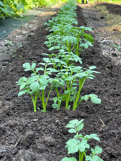 German Butterball Potatoes
