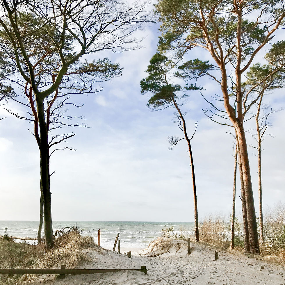 Aufgang zum Weststrand / Darßwald