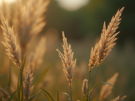 Benefícios da Medicina Indígena: Descubra a Medicina do Rapé e sua Origem