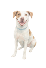 Aquarela Cachorro_edited_edited.png