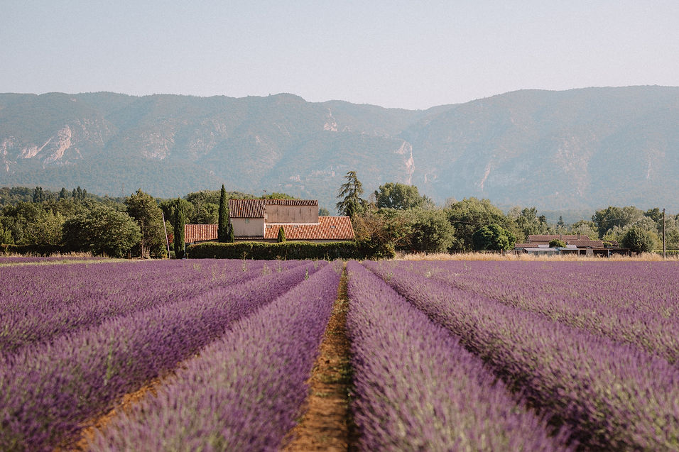 Lavender-Fields-Provence-South-of-France-Find-Us-Lost-0234.jpg