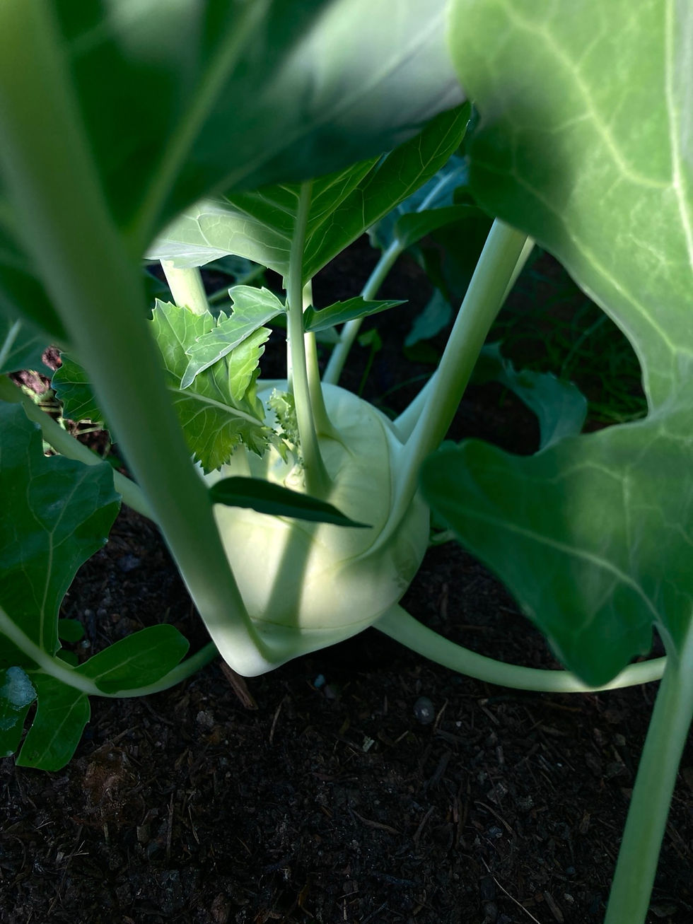 Kohlrabi aus der Solawi Gemüserei