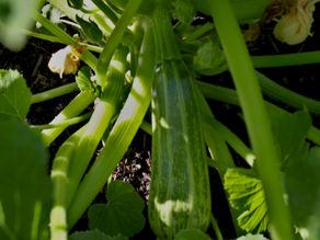 Zucchini aus der Gemüserei Heidelberg