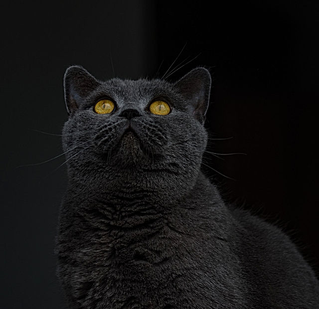 british-shorthair-1586725_1920.jpg
