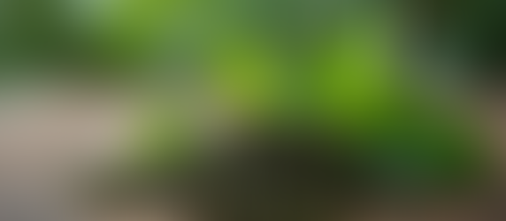 Whole Leaf Darjeeling Green Tea: A Unique Experience