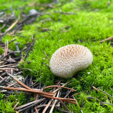 The gem studded puffball. A small white and ochre globe like mushroom sitting on a bed of moss. Small spiky structures are seen on the skin of the mushroom.