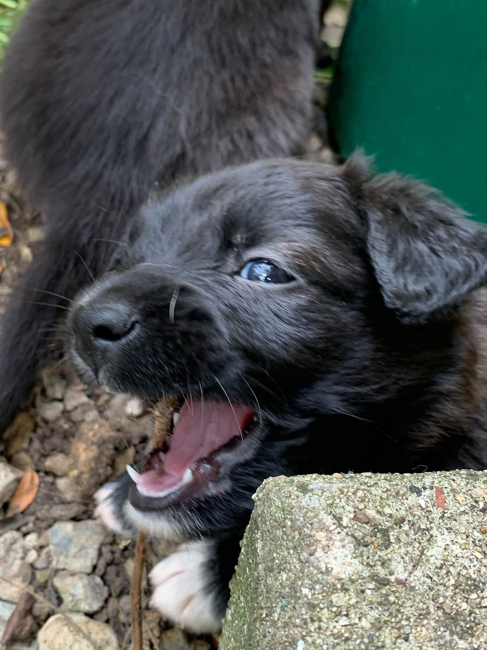 Midnight 5 weeks a