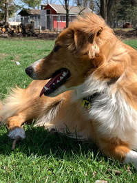 Trixie's glamour shot, fur blowing in the wind.png