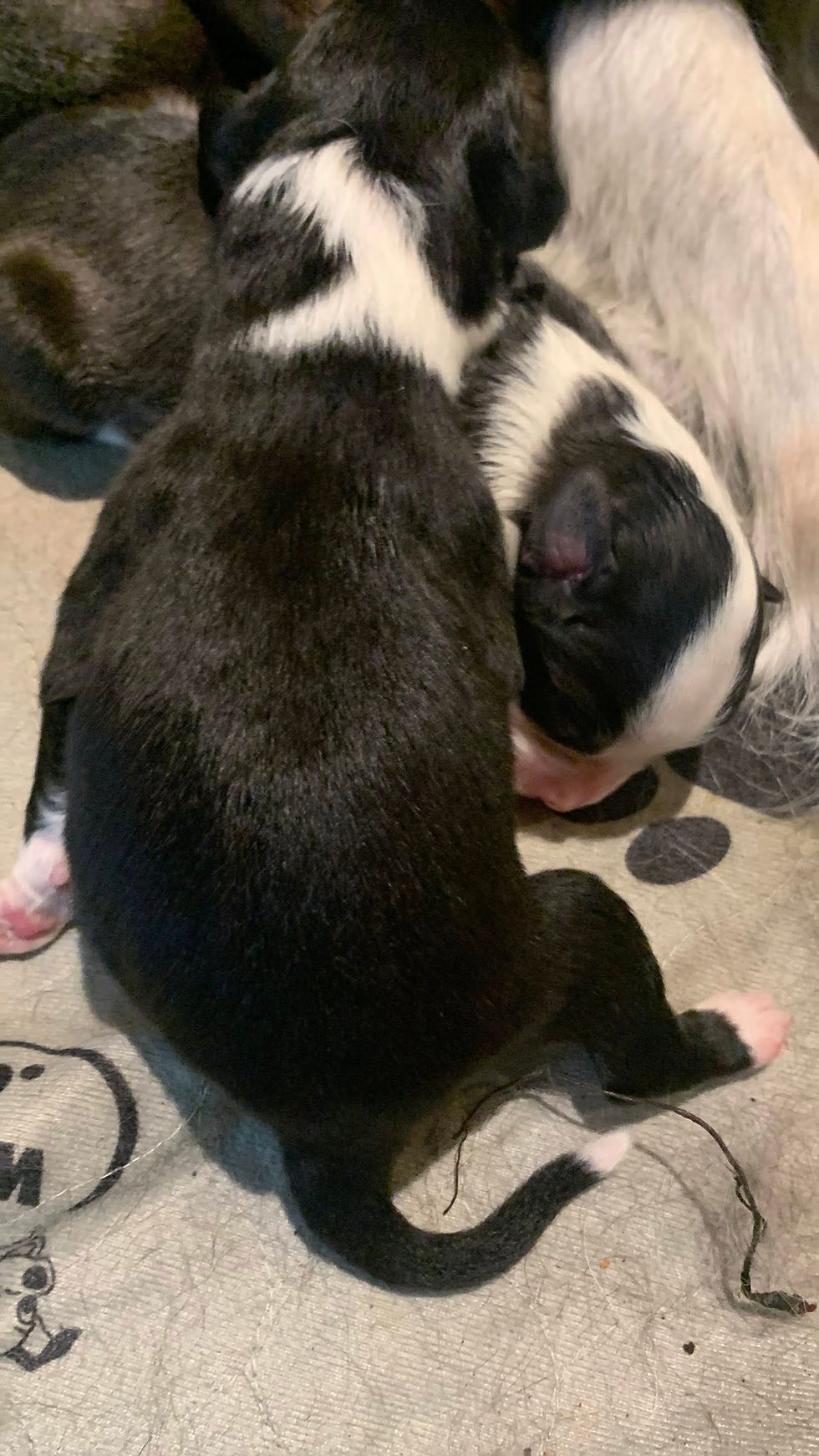 8th born Seal and White Female 2