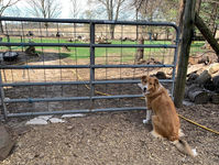 Trixie looking back from the gate.jpg