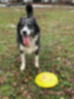 Star with her prized frisbee.
