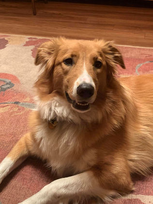 Trixie posing since her person returned after a week away.jpeg