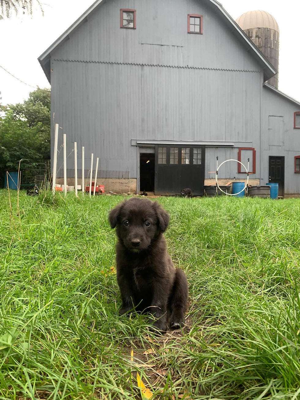 Cole 7 weeks h