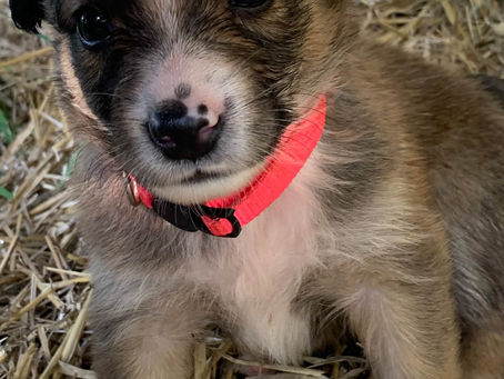 The four week pupdate!