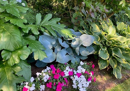 hostas and impatients_edited.jpg