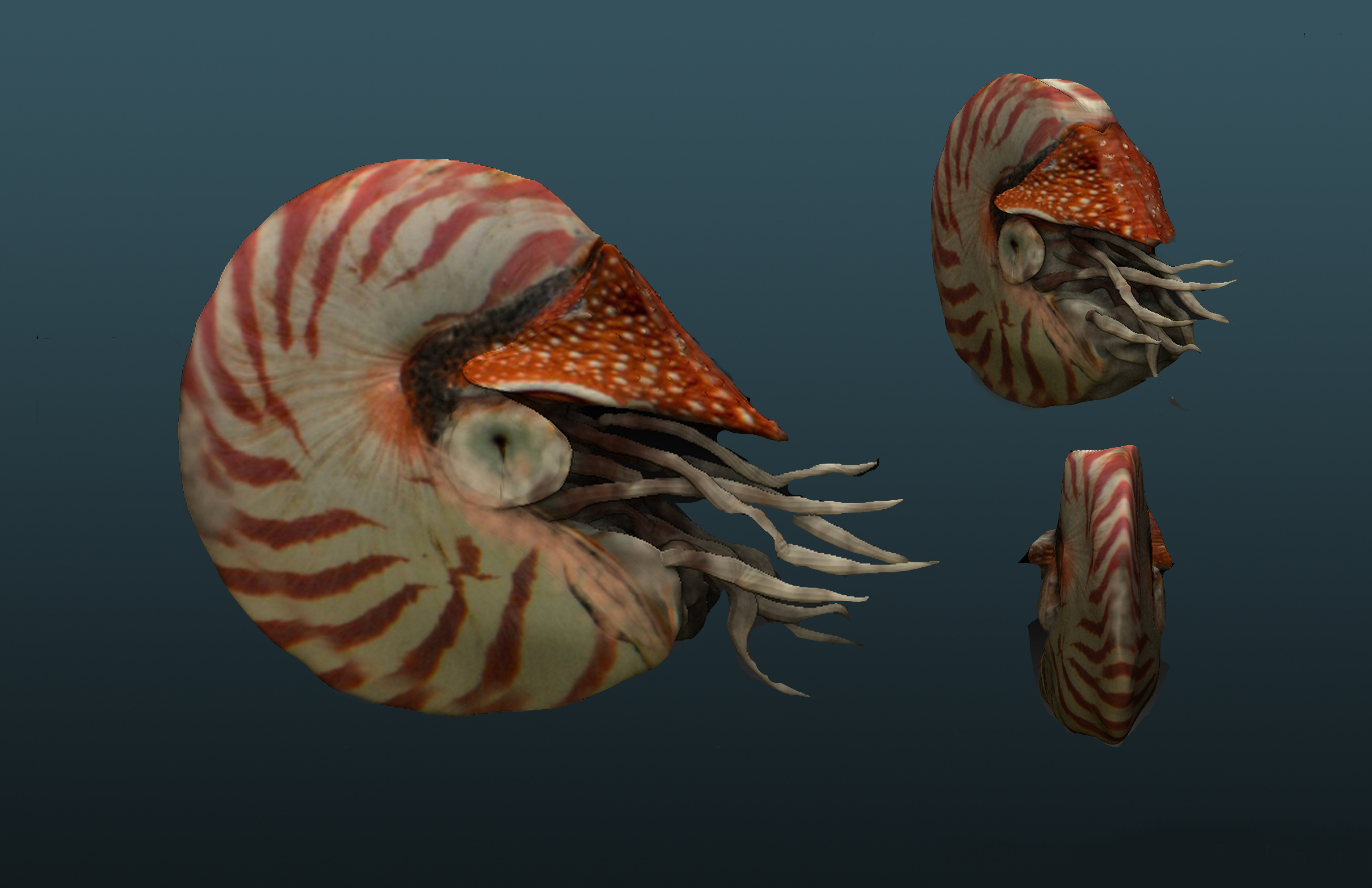 ZBrush_Nautilus