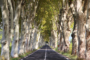 narrow-road-surrounded-by-high-trees-with-green-leaves-daytime.jpg