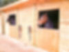 Horses%20in%20Stable_InPixio_edited.jpg