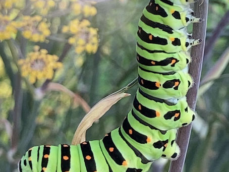 Hotel  Caterpillar
