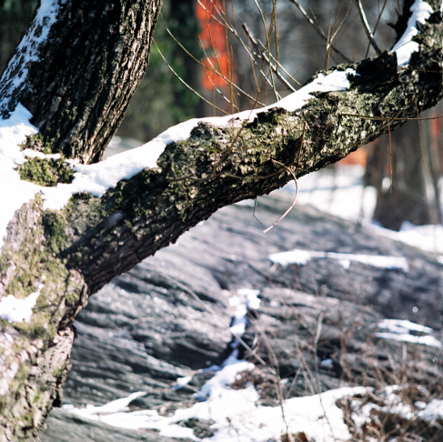 “Melting Snow On Tree Trunk”
