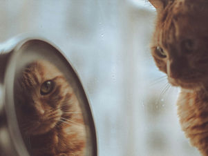 Lookismul, discriminarea bazată pe aspectul fizic al unei persoane