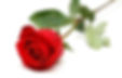 Rosa Natural