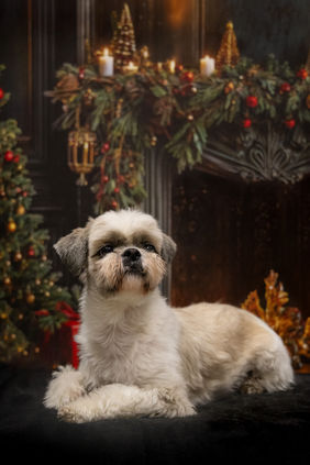 Kazik, Shih Tzu, fotografia psów, psia fotografia, fotografka psów