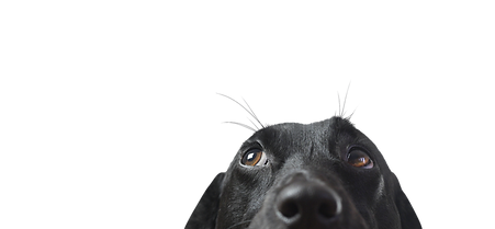 Dog's Curious Look_edited.png