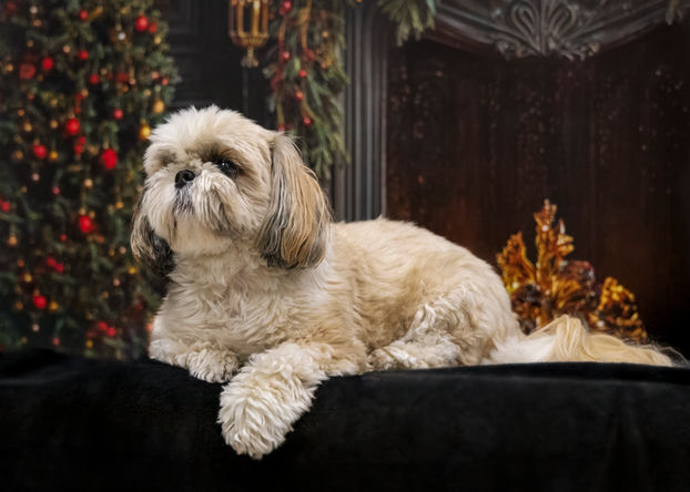 Milka, Shih Tzu, fotografia psów, psia fotografia, fotografka psów