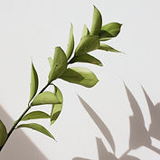 Grüner Zweig als Symbol für Follow-Up und Verlaufskontrolle