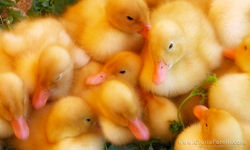 Fuzzy Yellow Ducklings